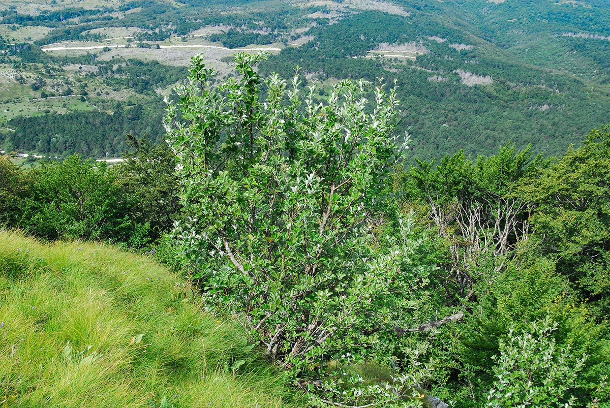 Habitus